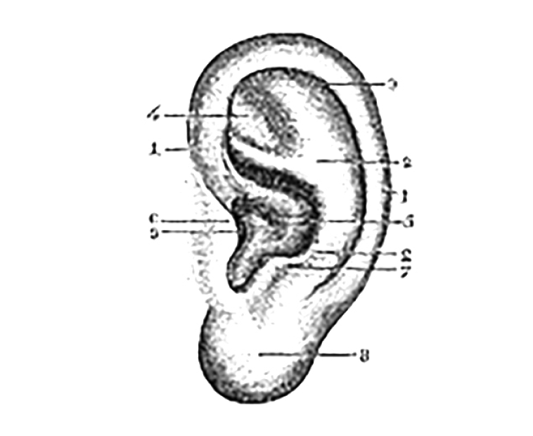 Anatomy of a human ear