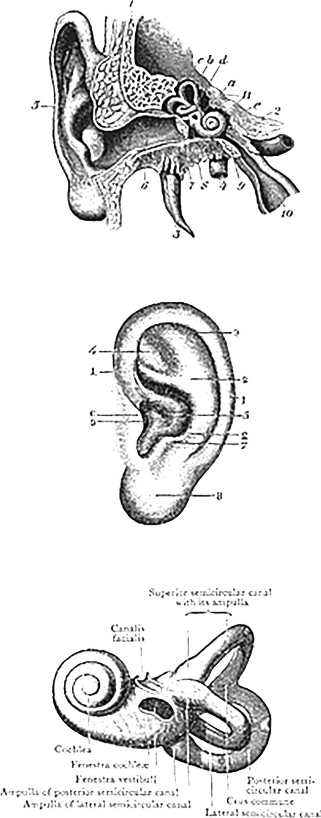Human ear anatomy prints